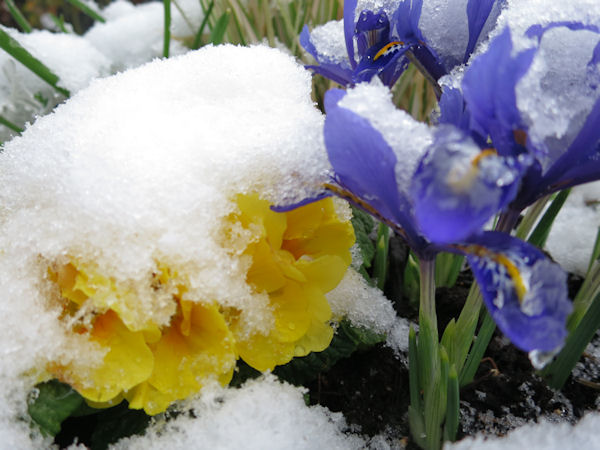 Blumen im Schnee