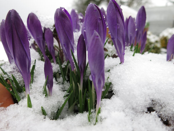 Blumen im Schnee